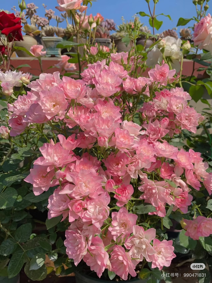 【2026.4.9绿植现货】180 #天河繁星20（现货，下单即可到店自提）