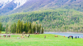 户外@2-6人【全景北疆】阿勒泰+喀纳斯+禾木+赛湖+那拉提+霍尔果斯+独库公路+孟克特11天