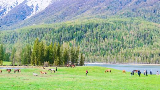 户外@2-6人【全景北疆】阿勒泰+喀纳斯+禾木+赛湖+那拉提+霍尔果斯+独库公路+孟克特11天 商品图0