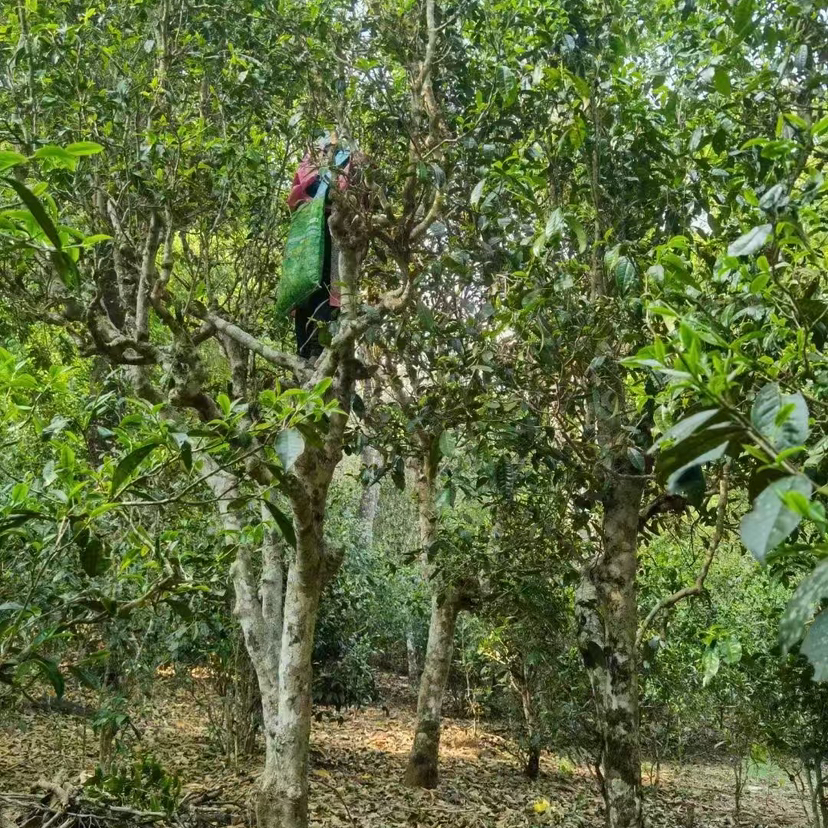 2026春茶预售（盲盒 或者 12选5）