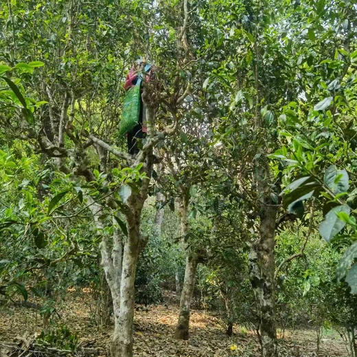 2026春茶预售（盲盒 或者 12选5） 商品图0