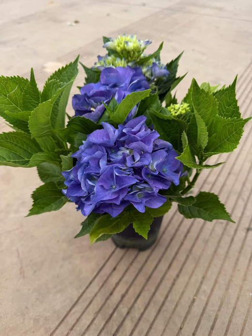 【2026.4.3绿植现货】150# A级绣球40（现货，下单即可到店自提） 商品图3