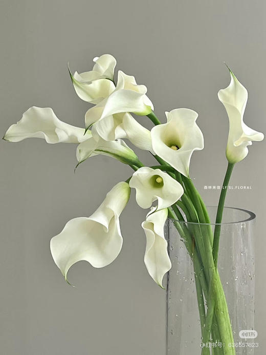 【2026.4.3】特价：5枝A级马蹄莲9.9～19.9（现货 下单即可到店自提） 商品图2