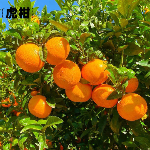 BJQX云南高山虎柑4斤装【分仓直发，72小时发货，周末节假日不发货】 商品图3