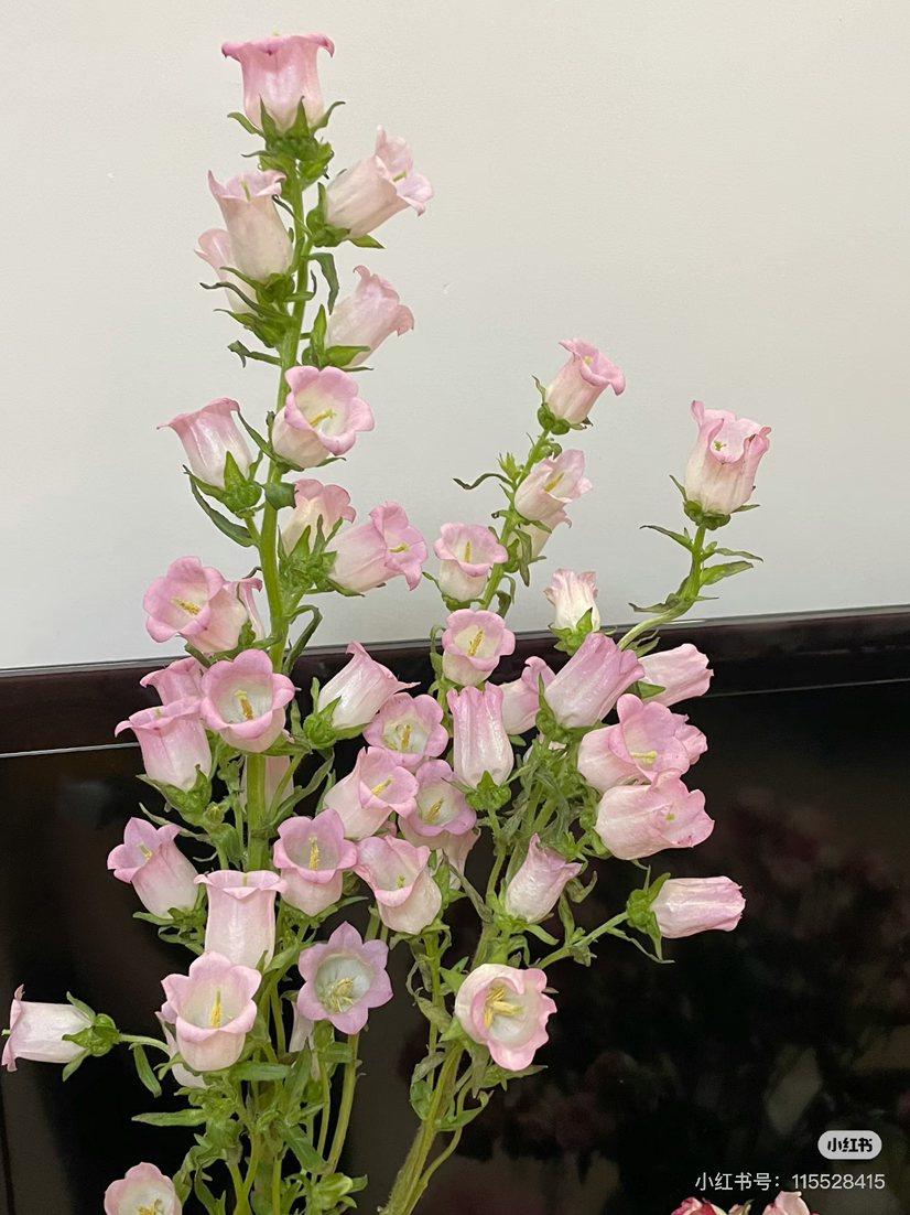 现货粉色风铃花