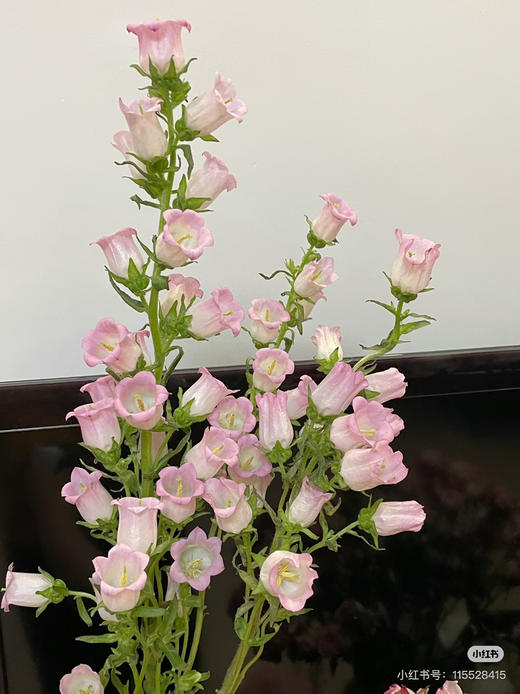 现货粉色风铃花 商品图0