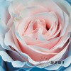 国产染色玫瑰 | 甜蜜蓝 商品缩略图2