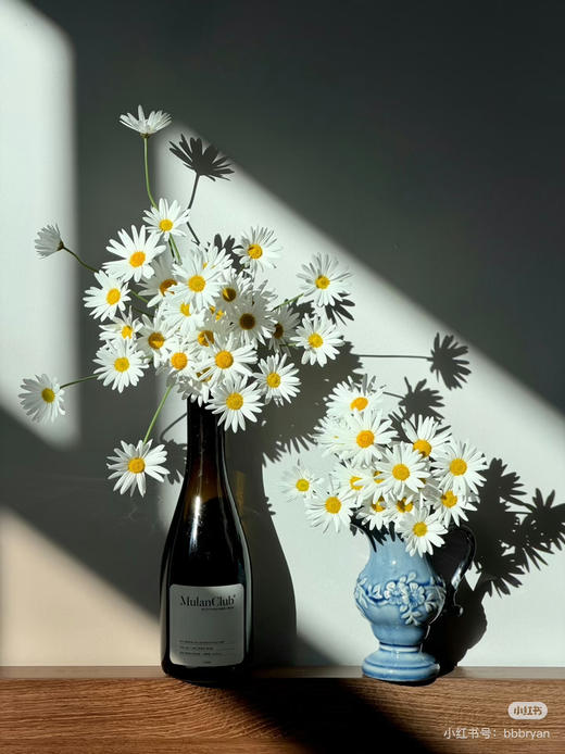 预售1号到货白色玛格丽特 商品图0