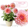 1加仑「大丽花盆栽」 | 2026芍药季 商品缩略图0