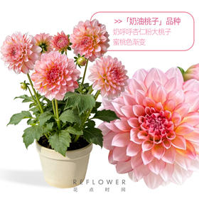 1加仑「大丽花盆栽」 | 2026芍药季