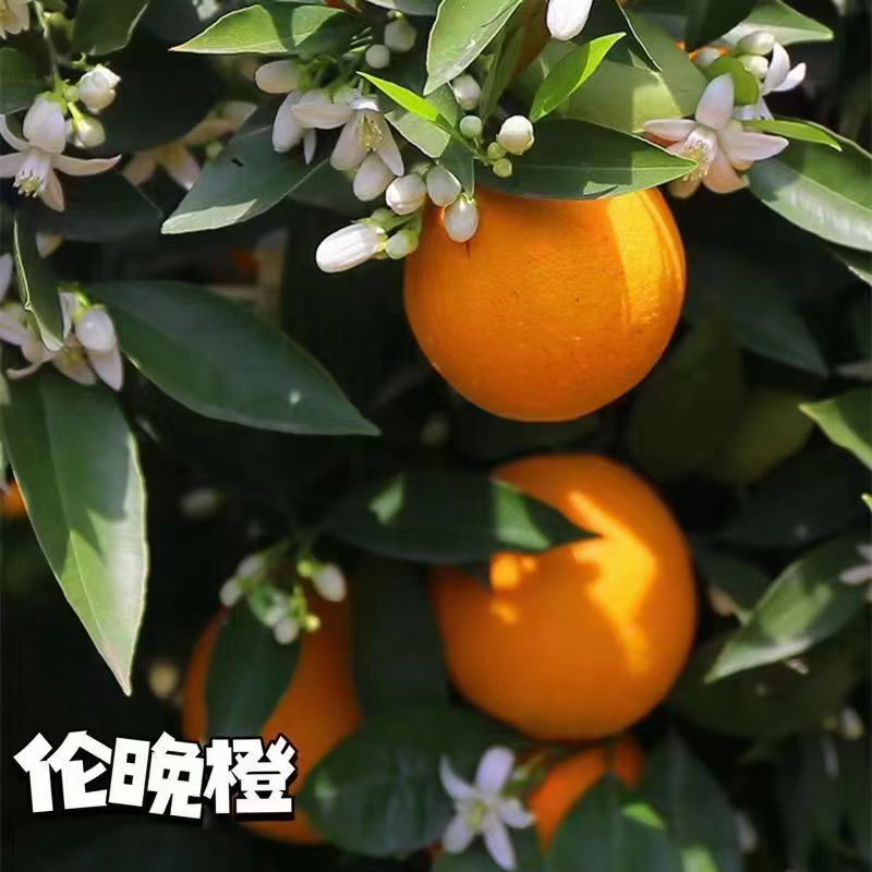 【伦晚橙】花果同枝，自带橙花香气，新鲜采摘，皮厚紧实，果肉饱满，一口咬下去，汁水四溢，化渣无籽，清甜回甘！