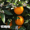 【伦晚橙】花果同枝，自带橙花香气，新鲜采摘，皮厚紧实，果肉饱满，一口咬下去，汁水四溢，化渣无籽，清甜回甘！ 商品缩略图0