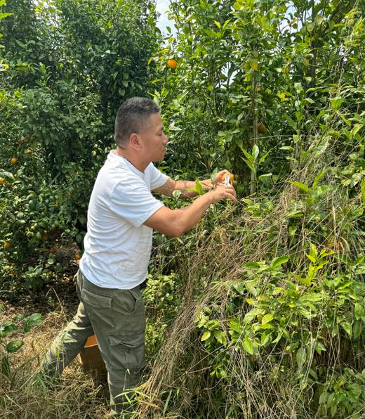 010沃柑小小 X高山美物 个小但清甜多汁 皮薄肉嫩 清香浓郁 高海拔种植，每一口都是阳光的味道 看得见的放心 商品图4