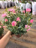 【2026.4.9绿植现货】180 #天河繁星20（现货，下单即可到店自提） 商品缩略图9