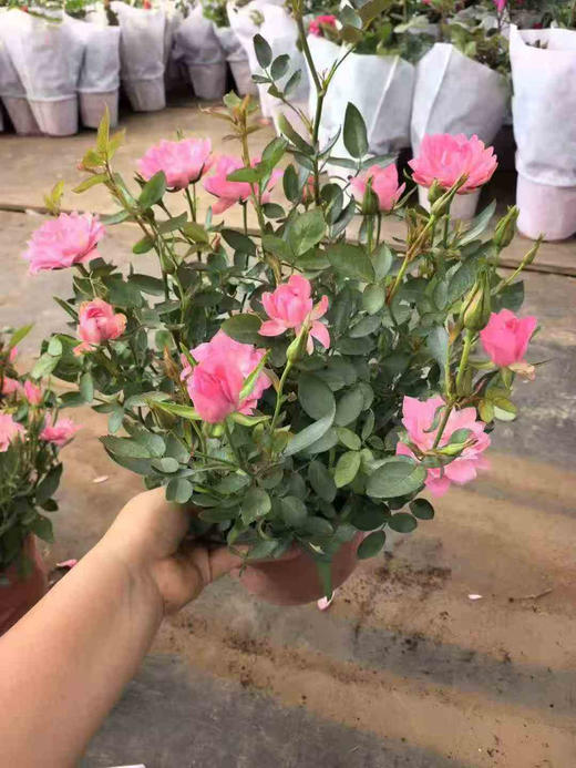 【2026.4.9绿植现货】180 #天河繁星20（现货，下单即可到店自提） 商品图9