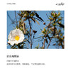 利芙耶 岩玫瑰单方精油 商品缩略图1