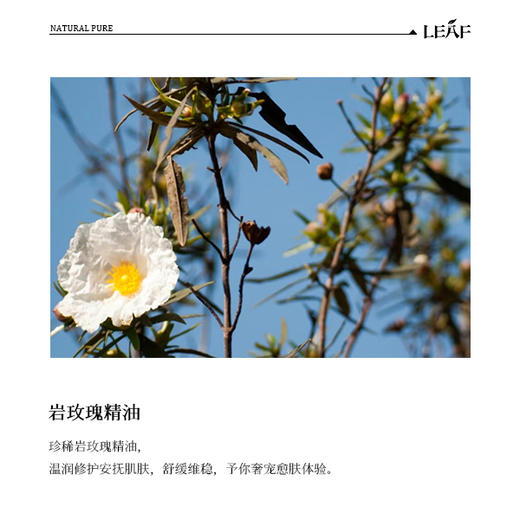 利芙耶 岩玫瑰单方精油 商品图1