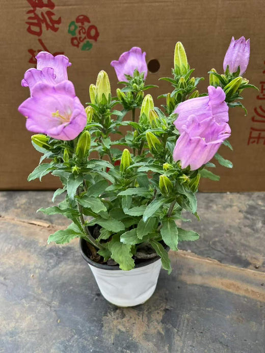 【2026.4.3绿植现货】150#大花风铃15（现货，下单即可到店自提） 商品图1