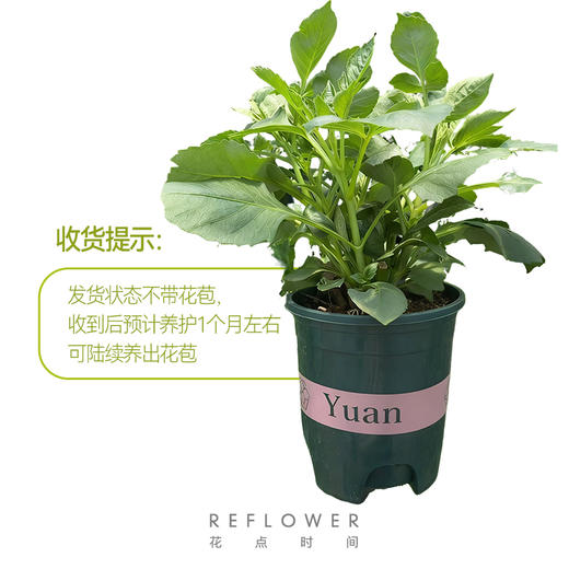 1加仑「大丽花盆栽」 | 2026芍药季 商品图2