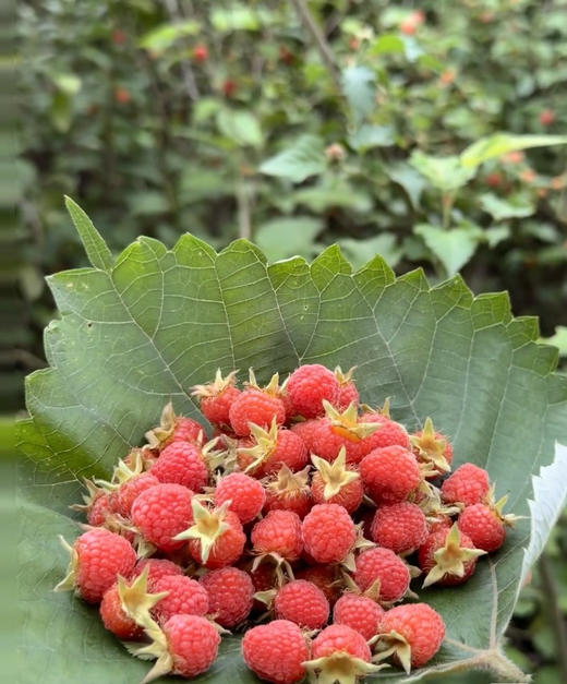 【覆盆子】树莓，中医里被称为覆盆子，对人体的生殖系统和泌尿系统有益，营养功能型水果！ 商品图3