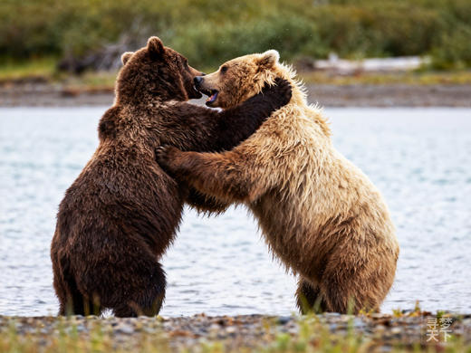 闯入野性之境！ 俄罗斯·勘察加半岛、棕熊捕鱼、火山地貌奇观 、海参威9天摄影团 商品图0