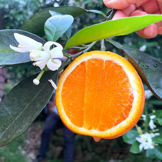 『秭归伦晚脐橙』橙香浓郁，鲜甜爆汁，现摘现发，又名帝王橙 商品图8