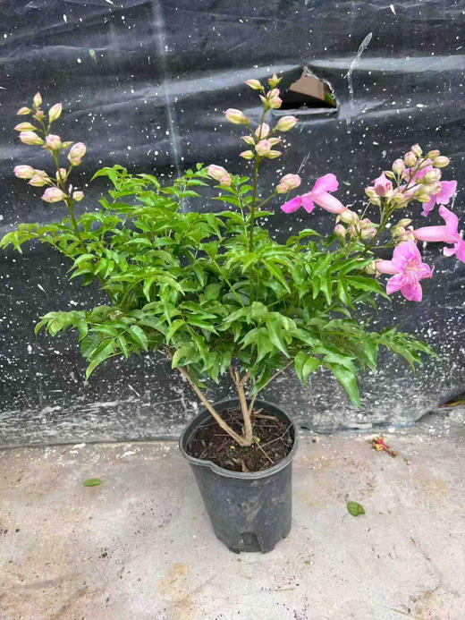 【2026.4.3绿植现货】1加仑老桩粉凌霄25（现货，下单即可到店自提） 商品图3