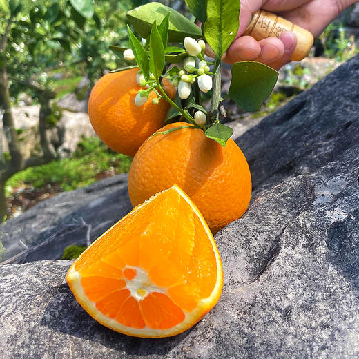 『秭归伦晚脐橙』橙香浓郁，鲜甜爆汁，现摘现发，又名帝王橙 商品图6