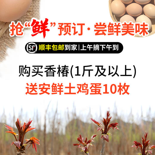 【包邮】密云本地2026年头茬儿露天香椿芽新鲜   嫩芽香味浓郁  红油香椿  春芽菜   1斤/2斤/3斤 商品图1