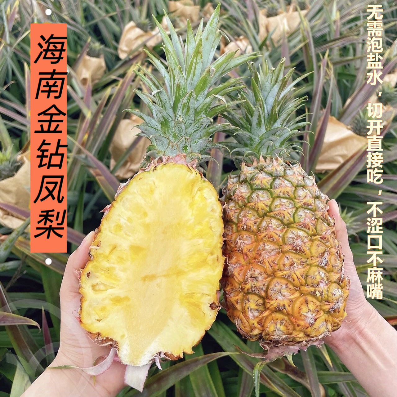 【305项农残0检出】【海南金钻凤梨】不涩口不麻嘴  无需盐泡 彩箱4.5-5斤/份