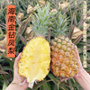 【305项农残0检出】【海南金钻凤梨】不涩口不麻嘴  无需盐泡 彩箱4.5-5斤/份 商品缩略图0