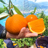 『秭归伦晚脐橙』橙香浓郁，鲜甜爆汁，现摘现发，又名帝王橙 商品缩略图5