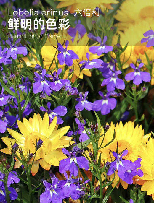 【2026.4.3绿植现货】150#六倍利15（现货，下单即可到店自提） 商品图5