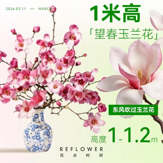 1米高「望春玉兰花」| 2026芍药季 商品图1