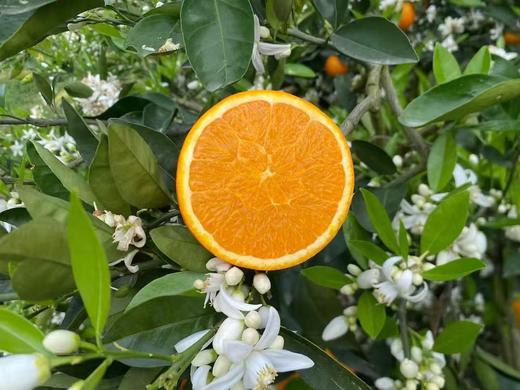 【伦晚橙】花果同枝，自带橙花香气，自然成熟，新鲜采摘，一口咬下去，汁水四溢，化渣无籽，清甜回甘！ 商品图10