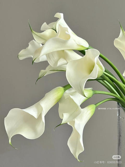 【2026.4.3】特价：5枝A级马蹄莲9.9～19.9（现货 下单即可到店自提） 商品图1