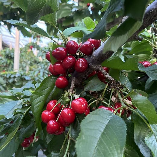 早春大樱桃 商品图3