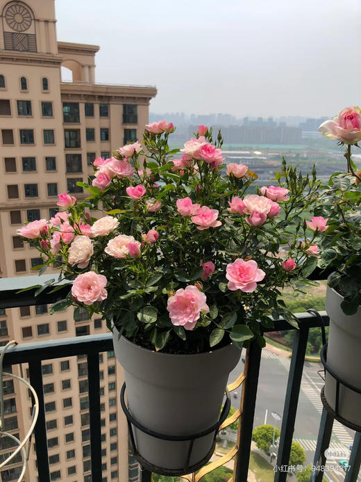 【2026.4.9绿植现货】180 #天河繁星20（现货，下单即可到店自提） 商品图3