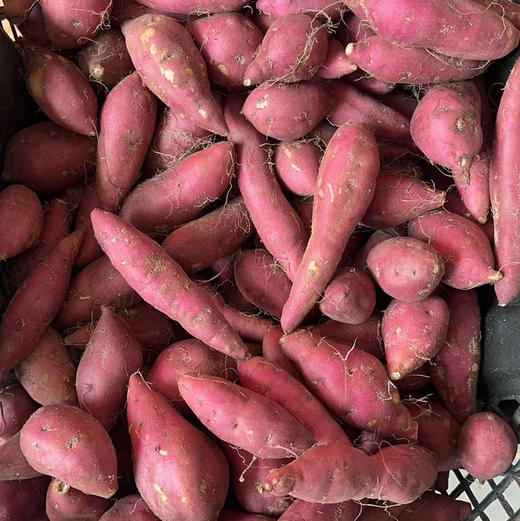 【海南澄迈产地直发·桥头富硒地瓜】来自长寿之乡澄迈的秘密，天然孕育极品地瓜。分糯口感～绵软香甜 商品图13