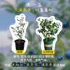 1加仑「花香蓝莓树」盆栽 | 2026芍药季 | 群友专享 商品缩略图1