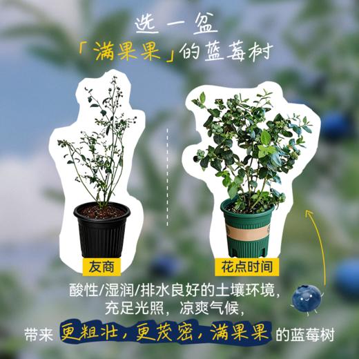 1加仑「花香蓝莓树」盆栽 | 2026芍药季 | 群友专享 商品图1