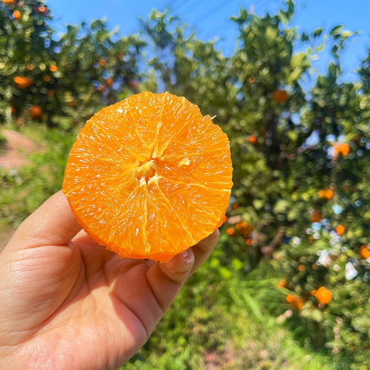 『秭归伦晚脐橙』橙香浓郁，鲜甜爆汁，现摘现发，又名帝王橙 商品图2