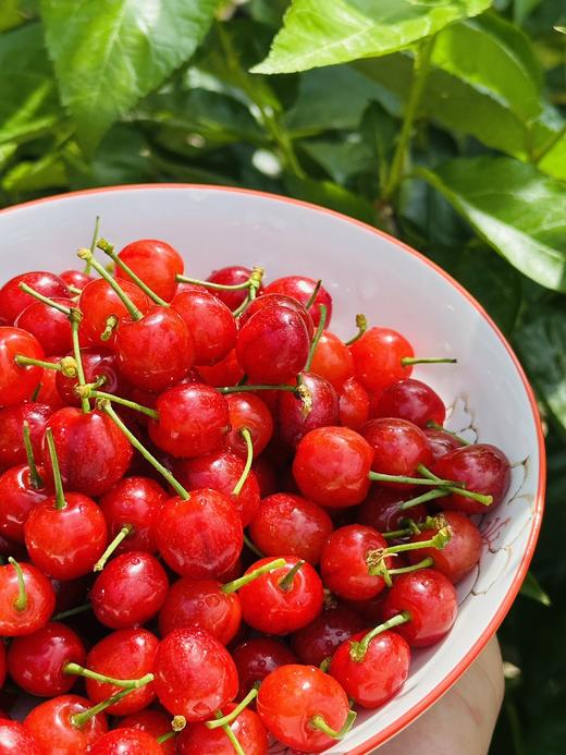 四川山野小樱桃 仅限深圳发货 商品图3