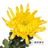 小菊|黄菊 商品缩略图0