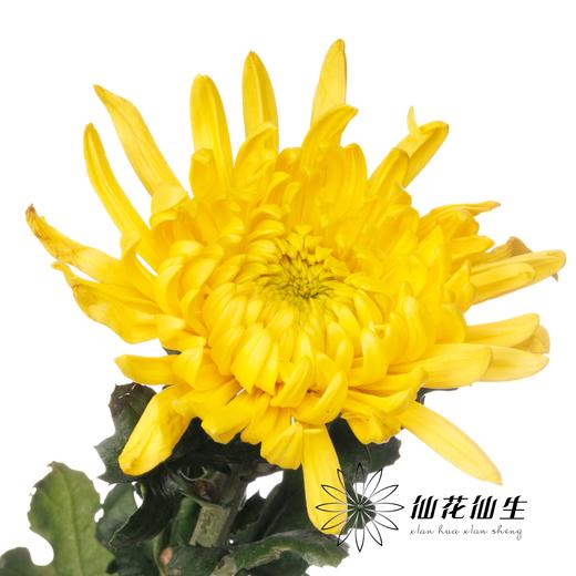 小菊|黄菊 商品图0