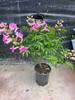 【2026.4.3绿植现货】1加仑老桩粉凌霄25（现货，下单即可到店自提） 商品缩略图1