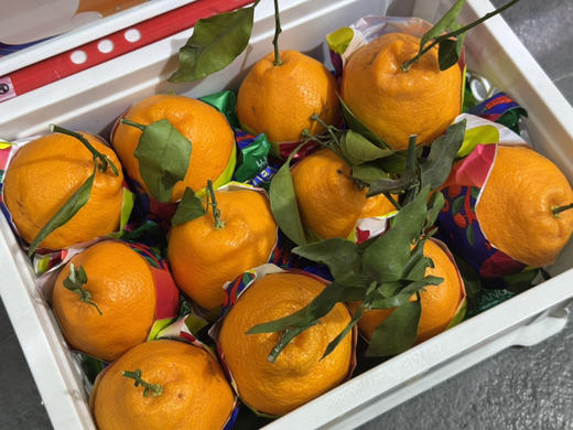 春见耙耙柑筐装（毛重8斤左右） 商品图2