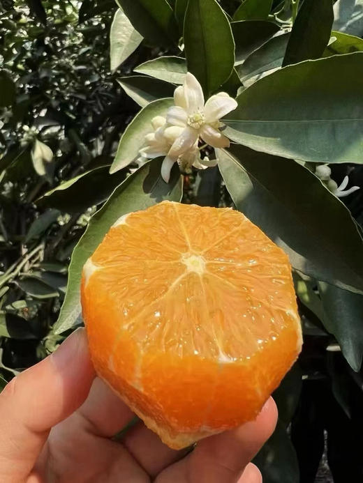 【伦晚橙】花果同枝，自带橙花香气，新鲜采摘，皮厚紧实，果肉饱满，一口咬下去，汁水四溢，化渣无籽，清甜回甘！ 商品图2