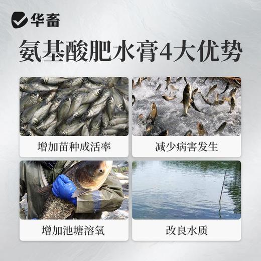 华畜肥水膏浓缩氨基酸肥水鱼虾蟹鱼塘低温肥水膏水产养殖硅藻肥水 商品图3