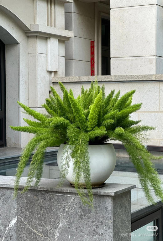 【2026.4.3绿植现货】1.5加仑狐尾天门冬45（现货，下单即可到店自提） 商品图0